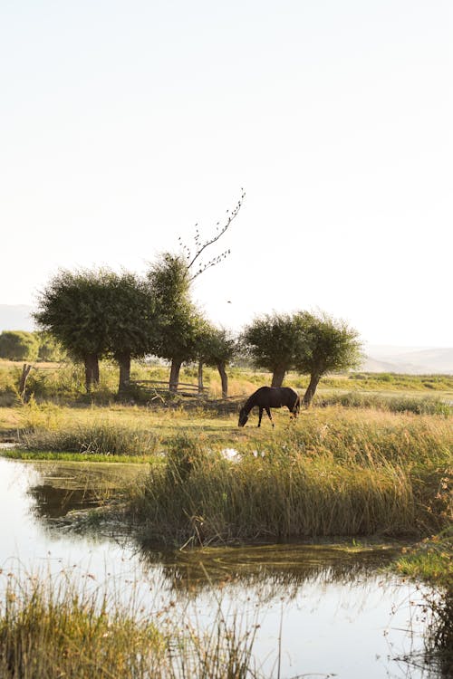 Immagine gratuita di acqua, alberi, animale