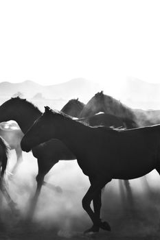 Dynamic black and white photo of a horse herd running in Hürmetci, Kayseri.