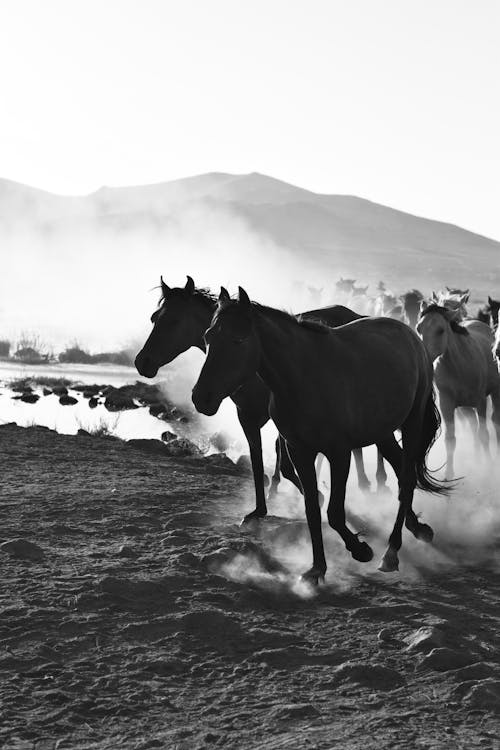 Fotos de stock gratuitas de arrear, blanco y negro, caballos