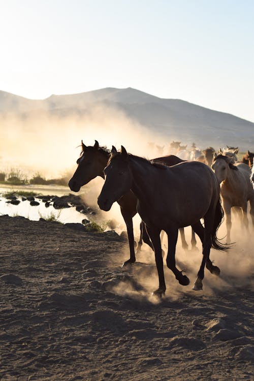 Herd of Horses Running Through the Prairie