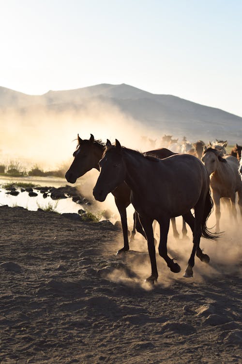 Gratis lagerfoto af besætning, dyrefotografering, equus