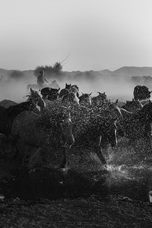 Immagine gratuita di acqua, bianco e nero, cavalli