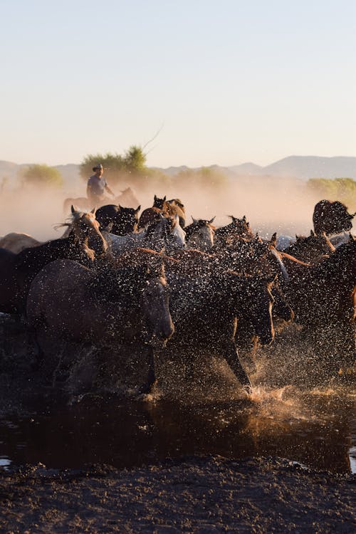 Gratis lagerfoto af arbejder, besætning, Cowboy