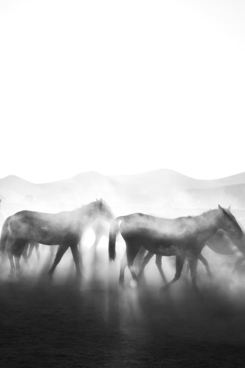 Black and White Picture of Horses on the Field in the Dust 