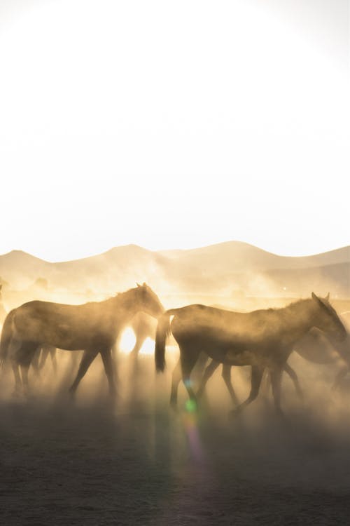 Immagine gratuita di alba, cavalli, crepuscolo
