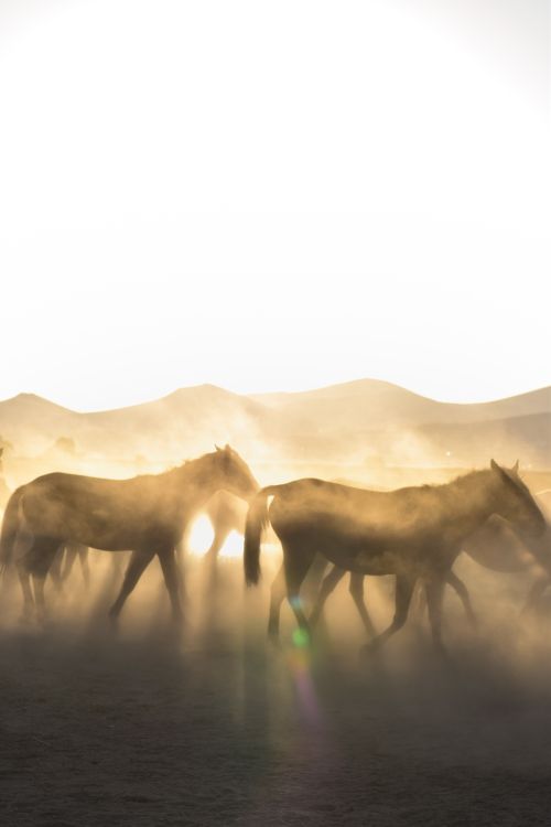 Free Silhouetted horses walk through dust at sunrise, creating a serene and ethereal scene. Stock Photo