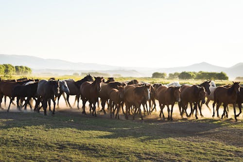 Herd of Horses Walking Across the Plain