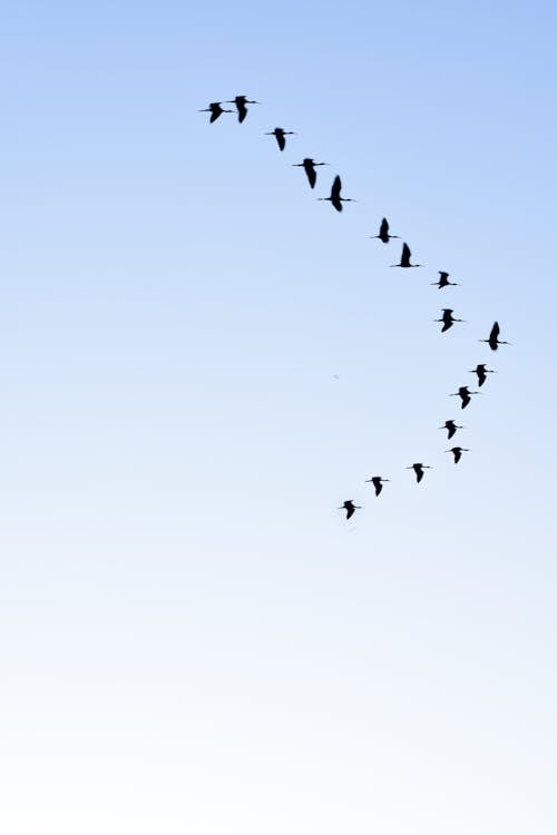 Birds Flying on Clear Sky