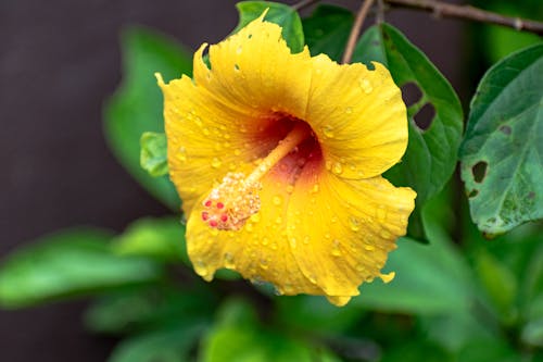 Close-up of a Yellow Chinese Hibiscus