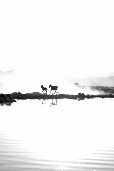 Stunning black and white capture of horses running along a misty riverside in Hürmetci, Kayseri.