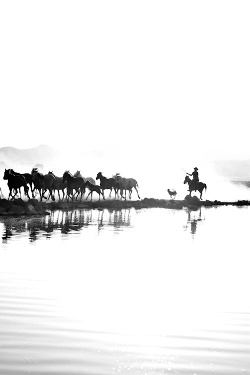 Immagine gratuita di acqua, animali, bianco e nero