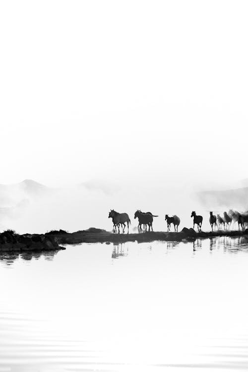 Free Herd of Horses Galloping Along the River Bank Stock Photo