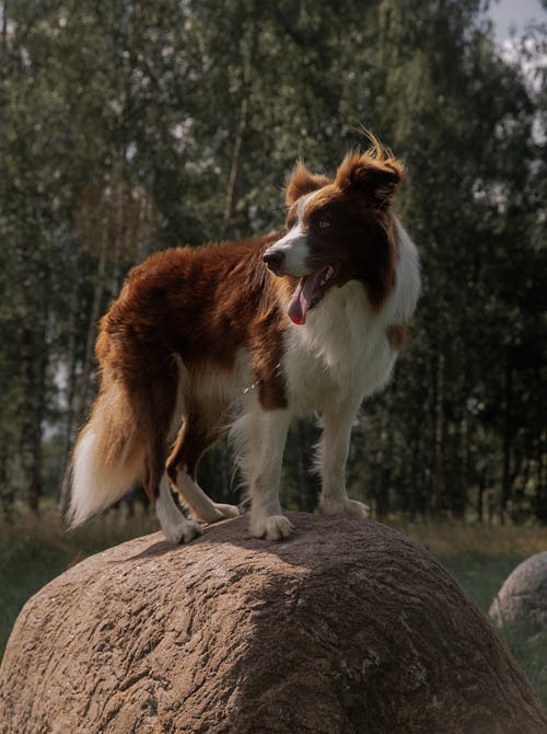 Foto profissional grátis de animais de estimação, border collie, cachorro