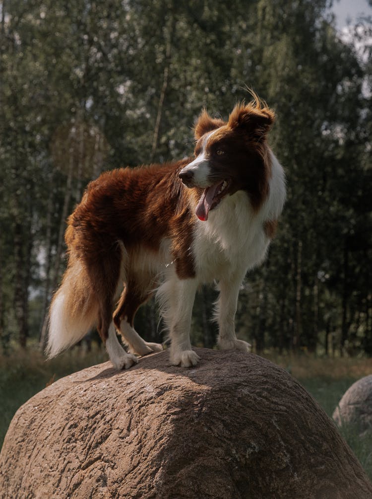 Border Collie Standing On Rock