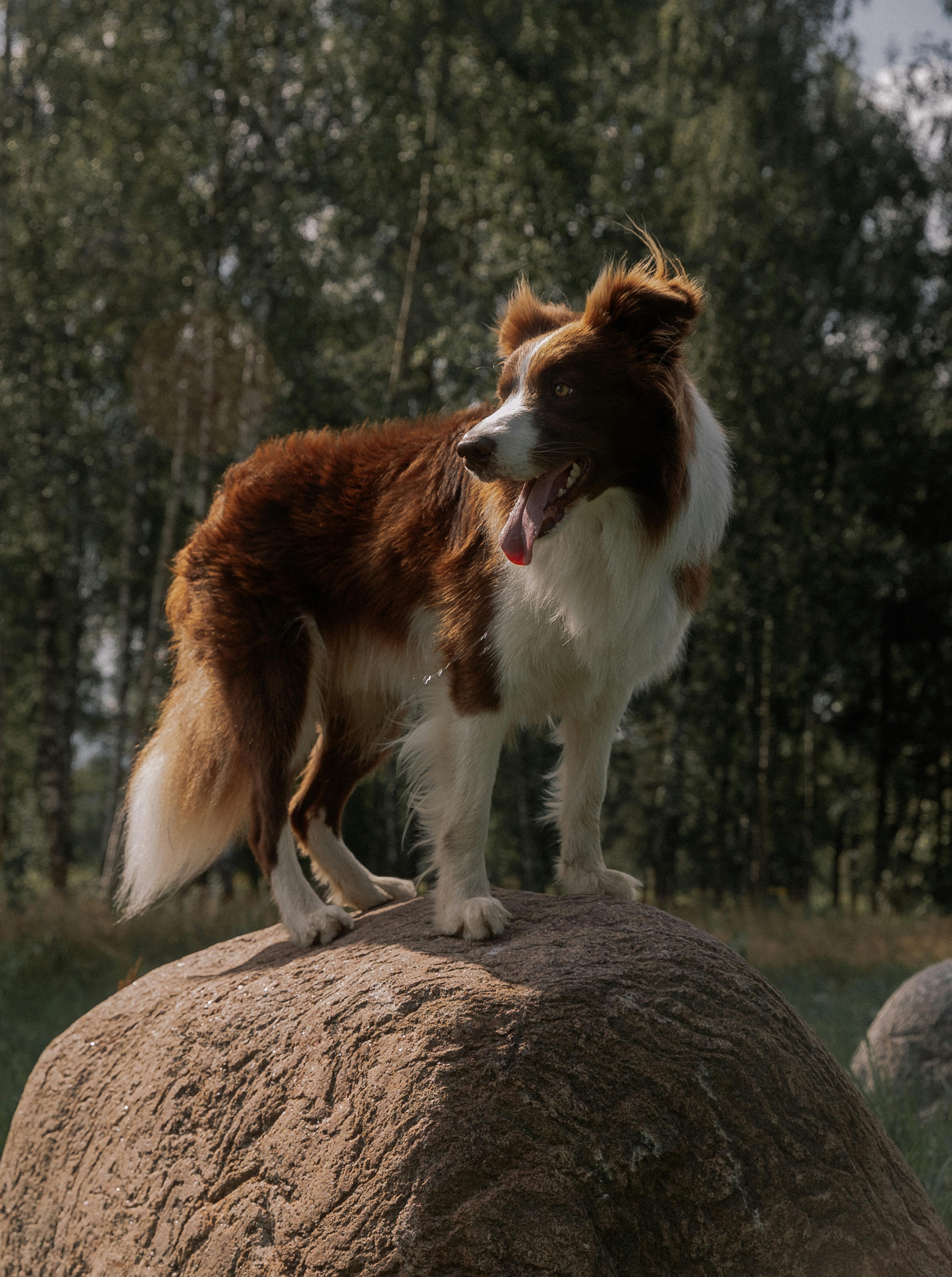 Adult Border Collie Dog Standing in a Meadow Stock Image - Image of collie,  grass: 133920371