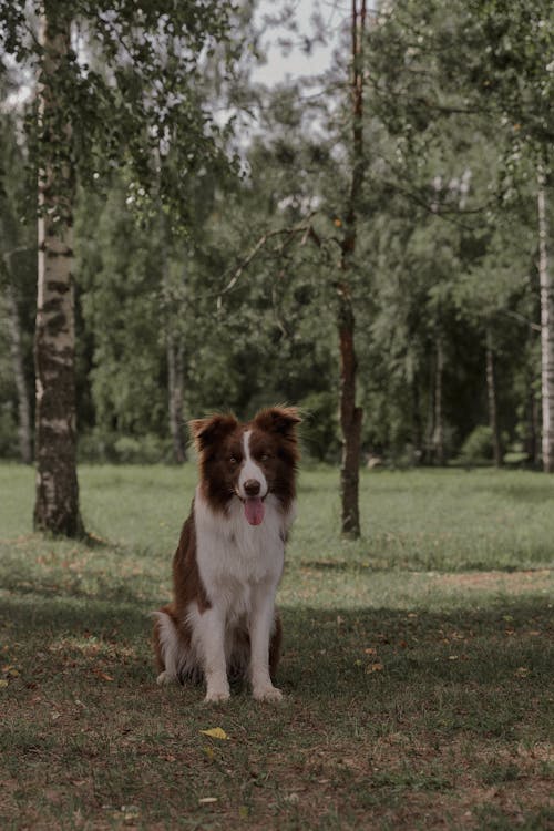 Foto profissional grátis de animais de estimação, border collie, cachorro