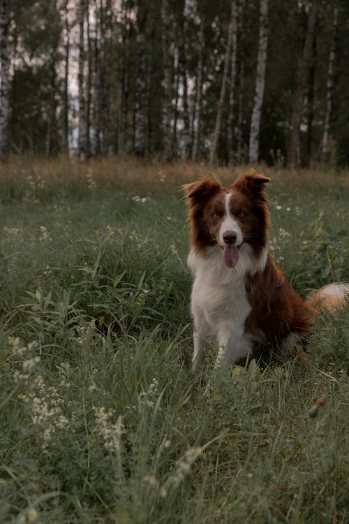 Foto profissional grátis de animais de estimação, border collie, cachorro