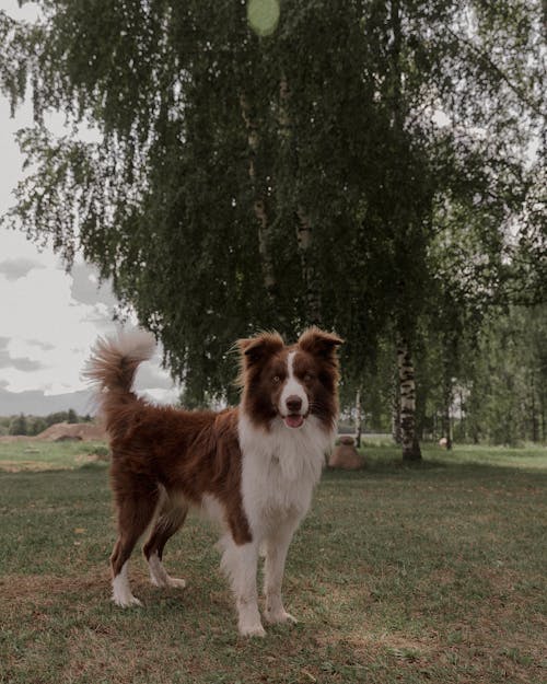 açık hava, alan, border collie içeren Ücretsiz stok fotoğraf