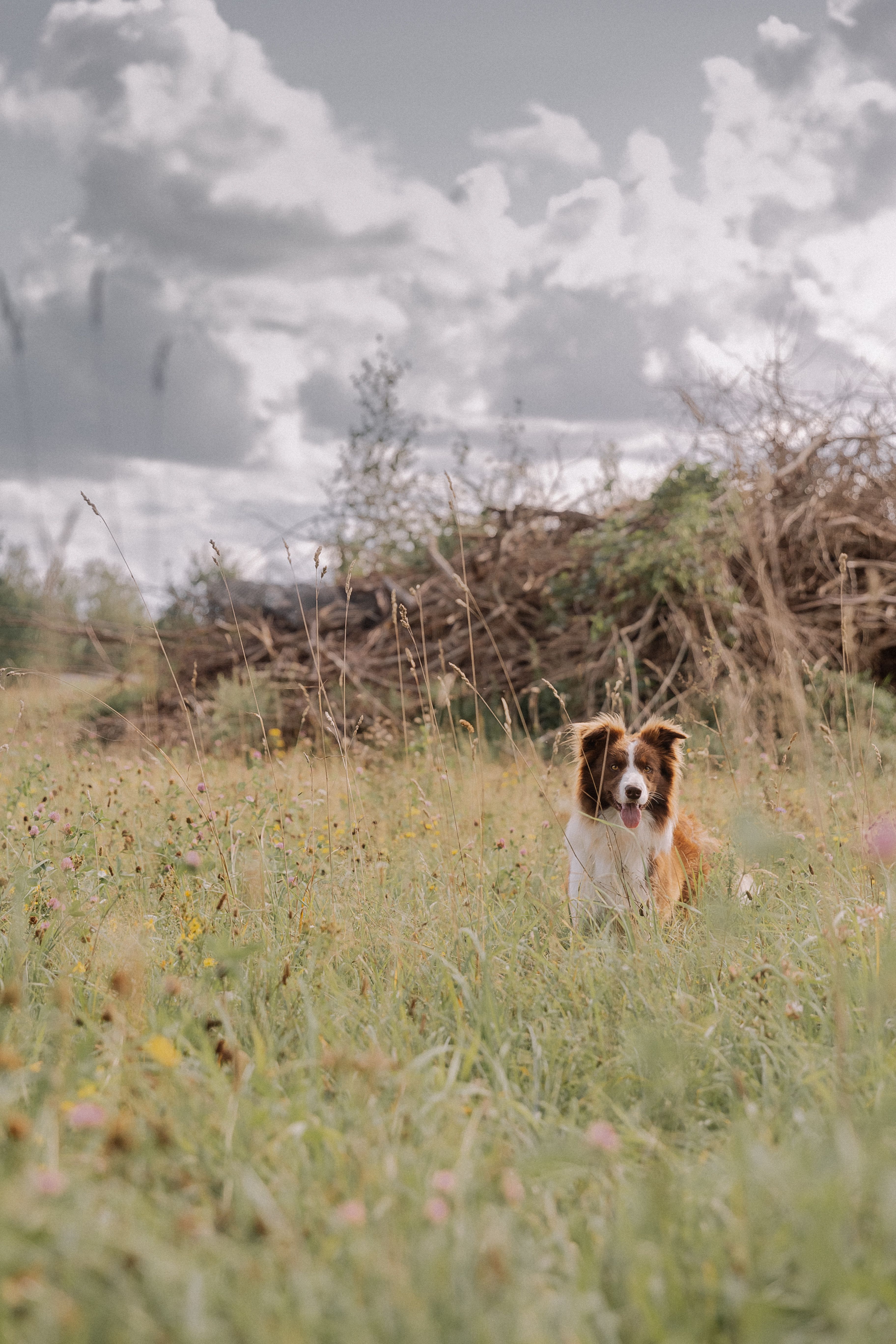 A Dog on a Grass Field · Free Stock Photo