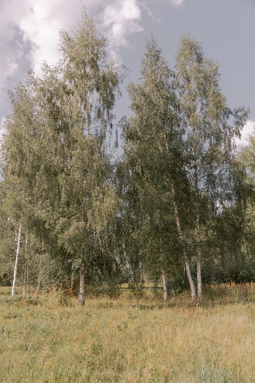 Free Peaceful summer scene of birch trees in a grassy field under a blue sky. Stock Photo