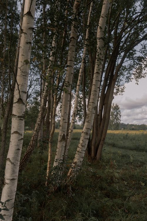 Free A scenic view of birch trees in a peaceful rural landscape, perfect for nature lovers. Stock Photo