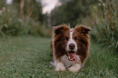 Imagine de stoc gratuită din a închide, animale de casă, border collie