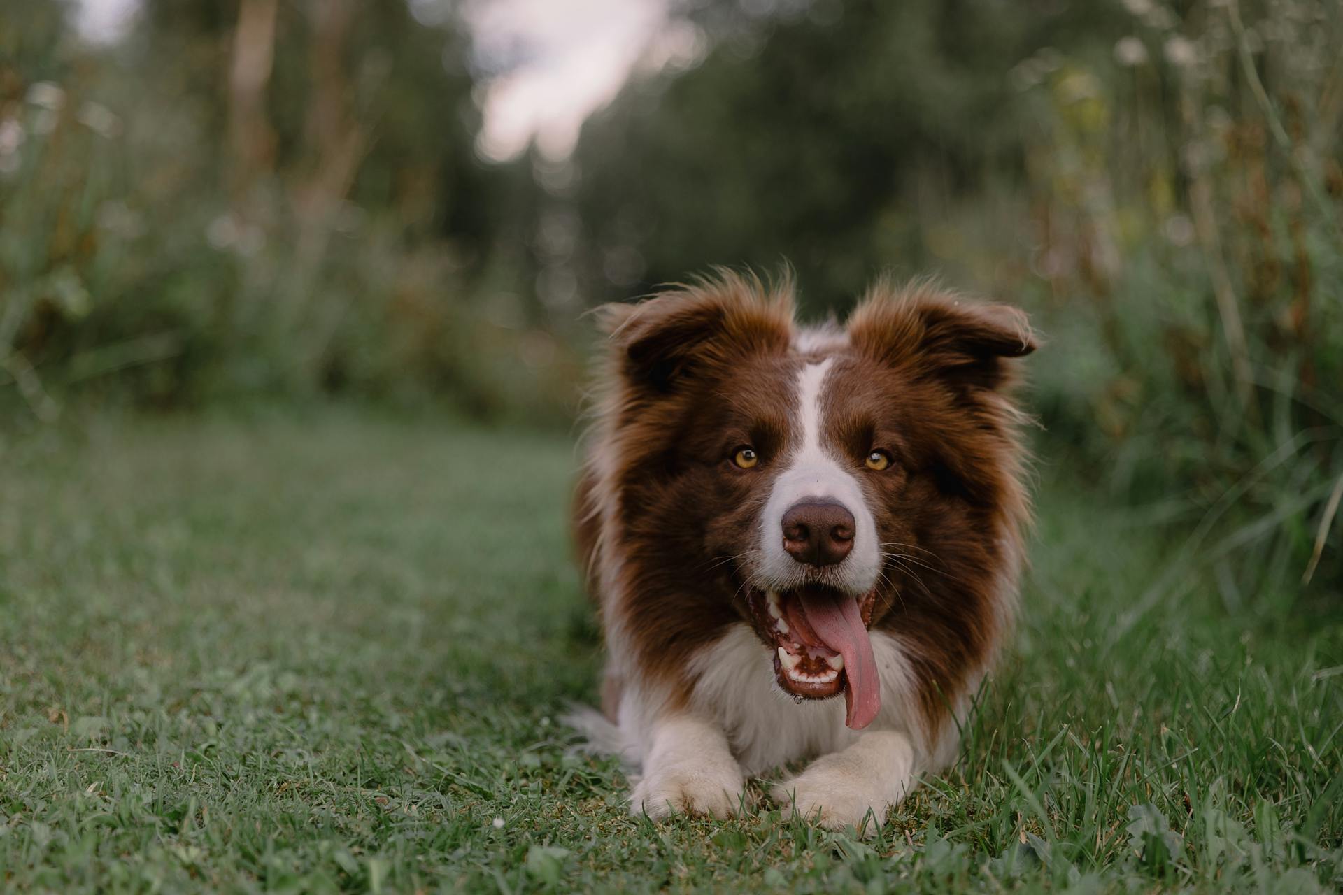 Närbild av en border collie