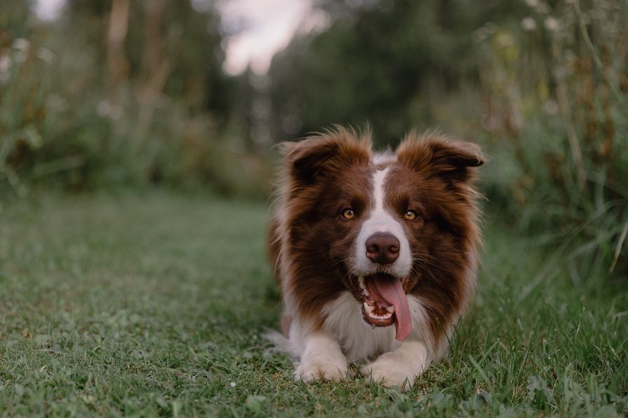 Border Collie Pinterst Tri Color Border Collie: Rare Patterns and Breed Overview