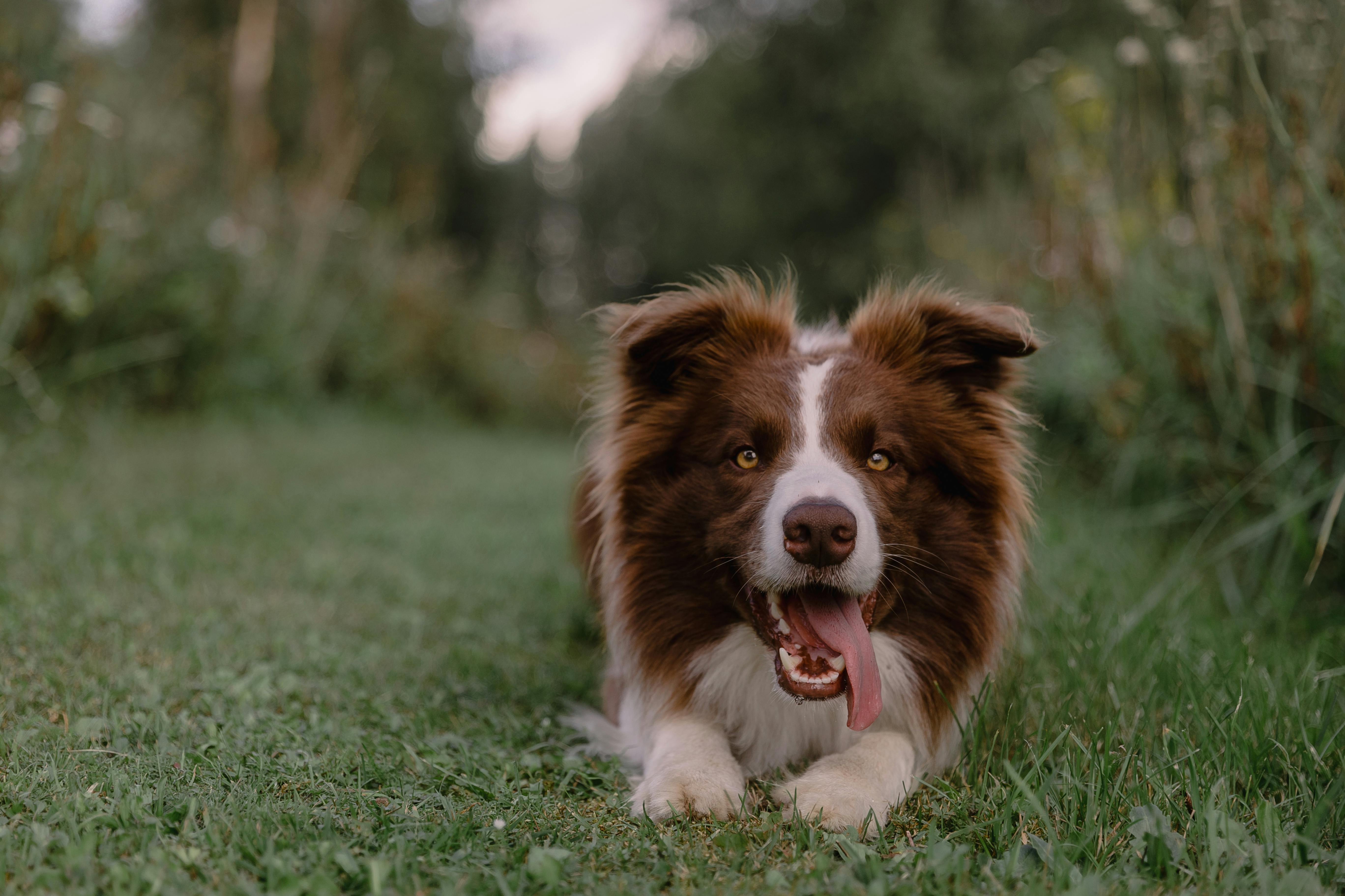 Adult Border Collie Dog Standing in a Meadow Stock Image - Image of collie,  grass: 133920371