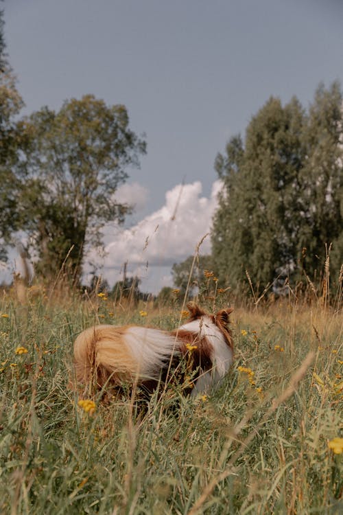 alan, border collie, çim içeren Ücretsiz stok fotoğraf