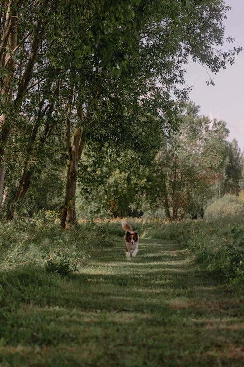 Foto d'estoc gratuïta de arbres, border collie, camí rural