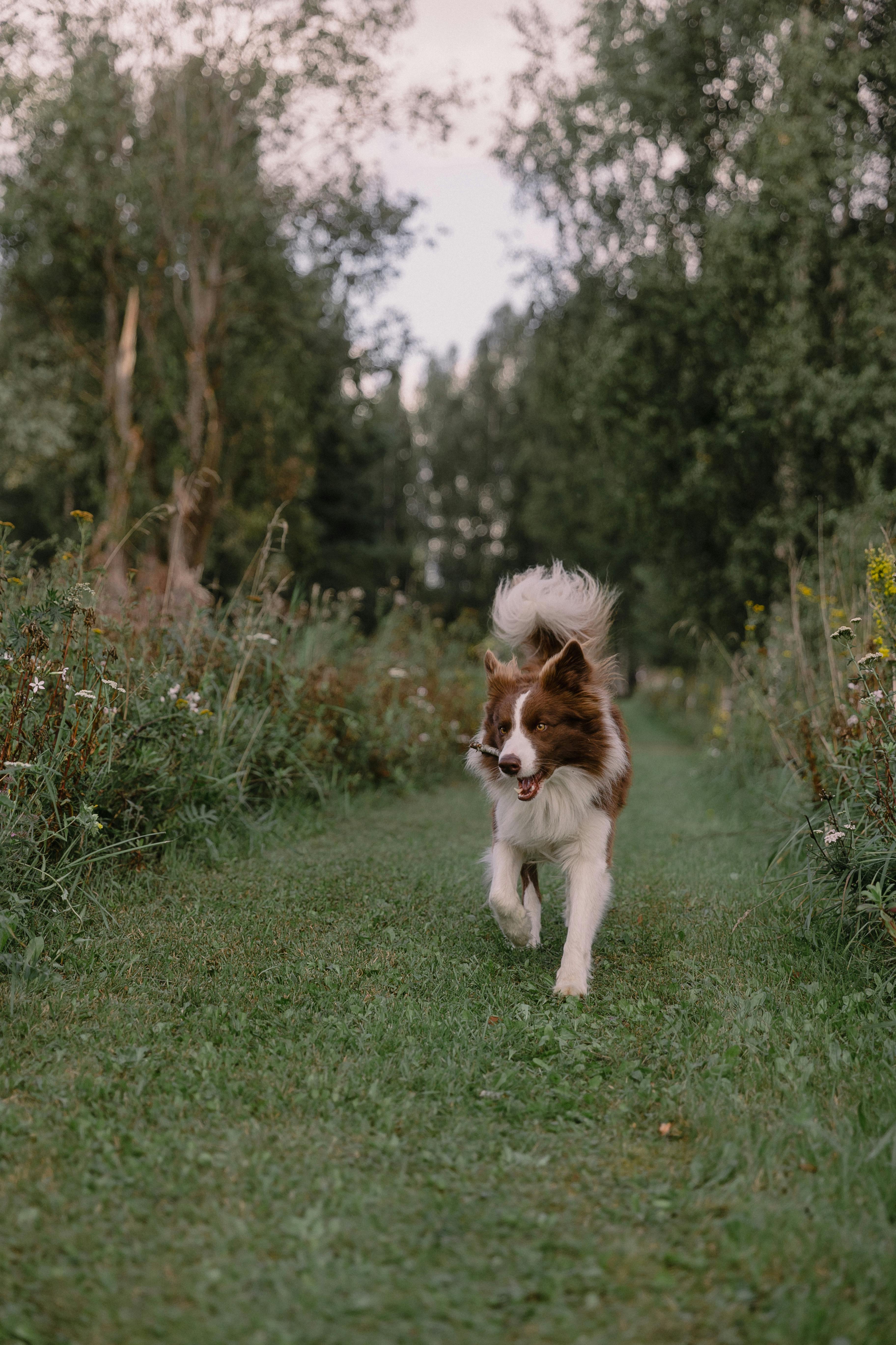 Adult Border Collie Dog Standing in a Meadow Stock Image - Image of collie,  grass: 133920371