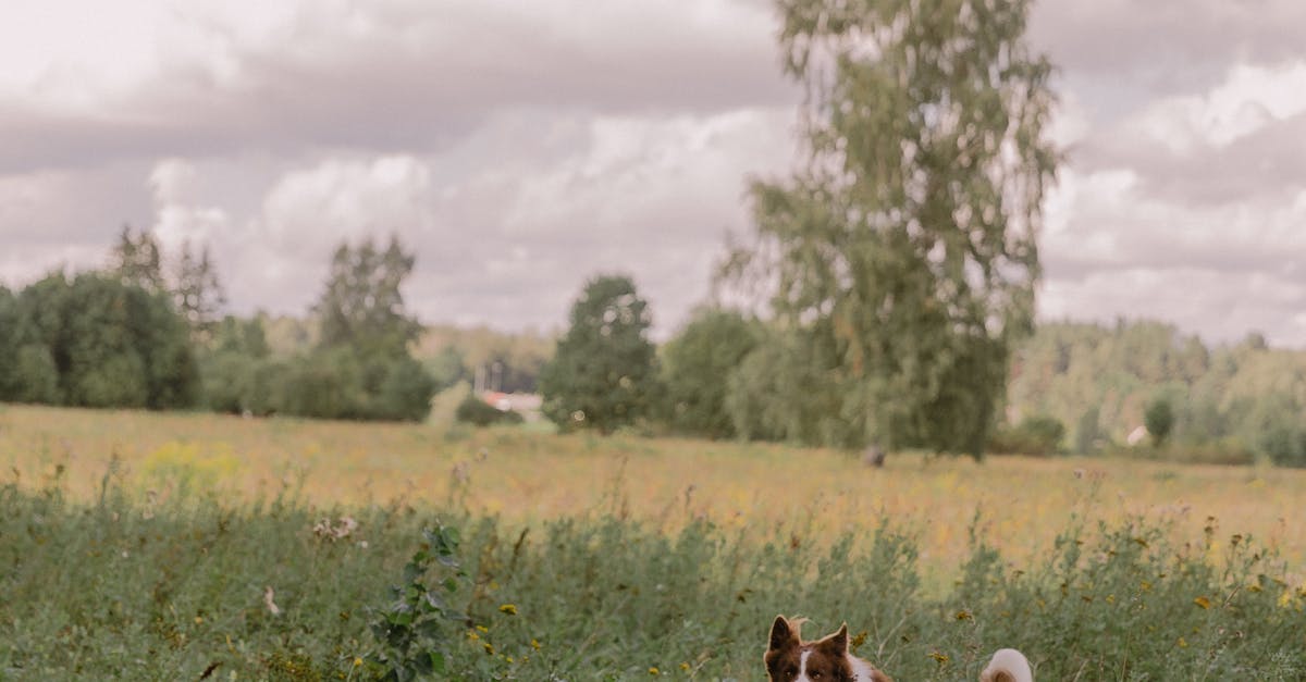家有毛孩也不怕 三伏貼助你改善過敏重拾生活品質