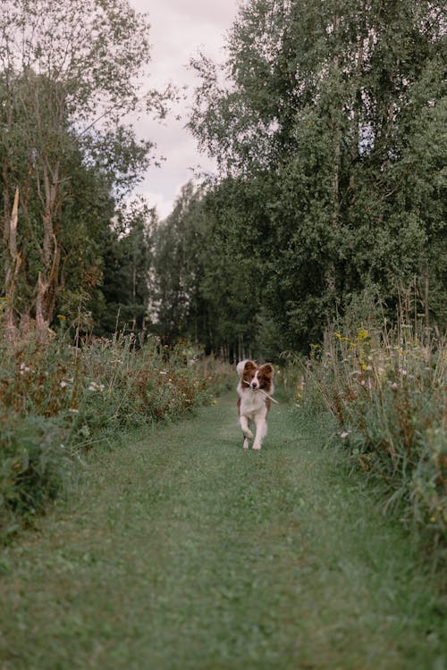 Gratis lagerfoto af border collie, dyrefotografering, hund