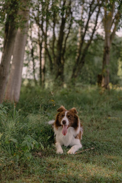 Gratis lagerfoto af border collie, dyrefotografering, hund