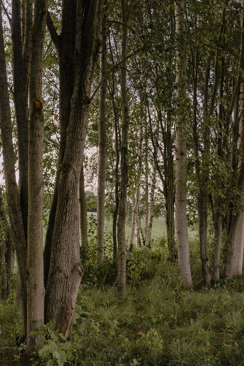 Free Peaceful forest setting with lush greenery and tall trees. Stock Photo