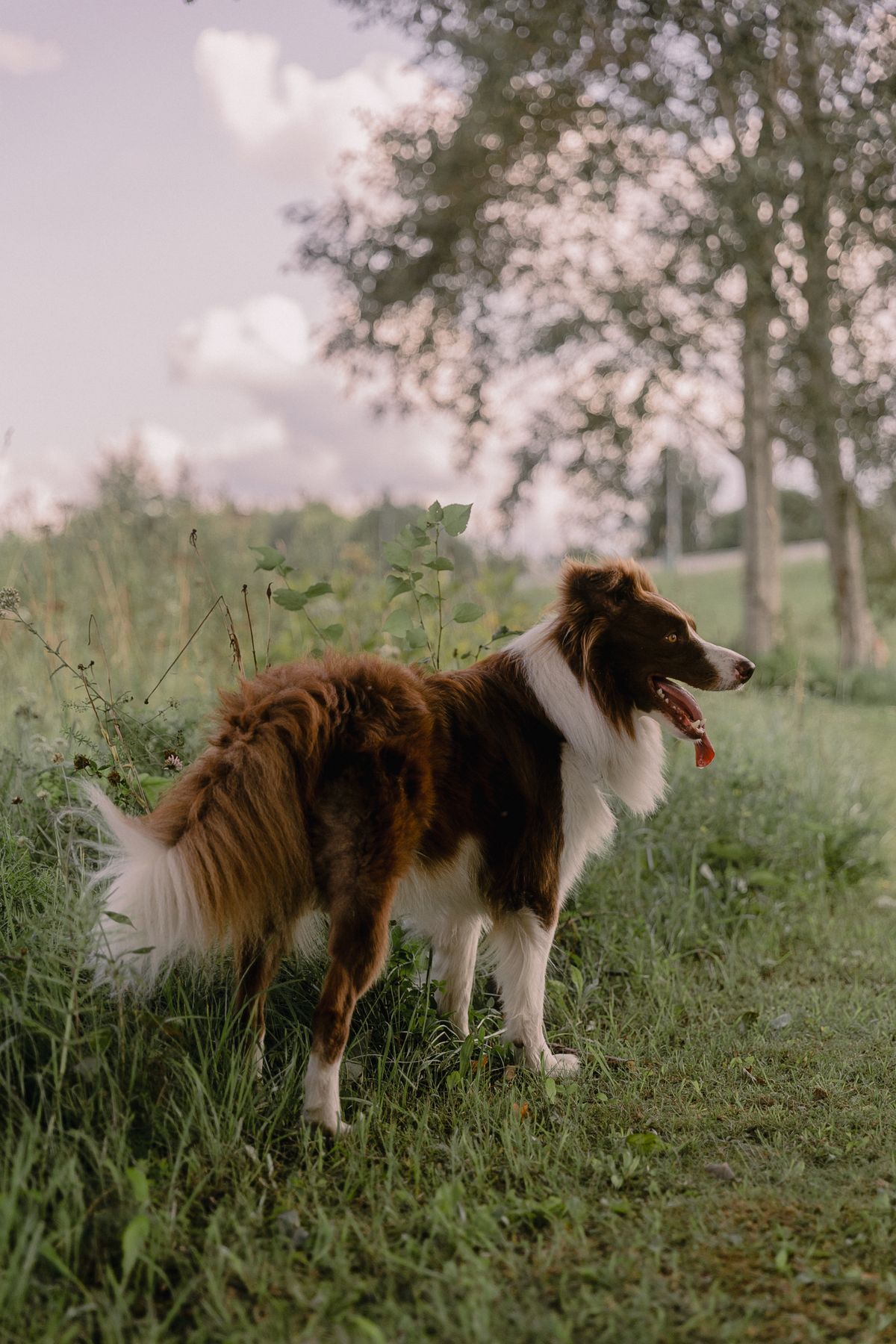 Border collie rouge et blanc debout dans un pré au coucher du soleil