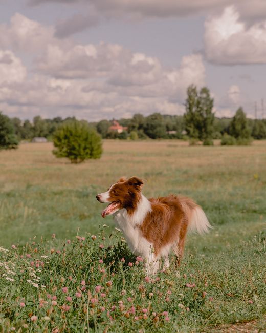A joyful Border Collie stands in a sunlit meadow surrounded by greenery.
