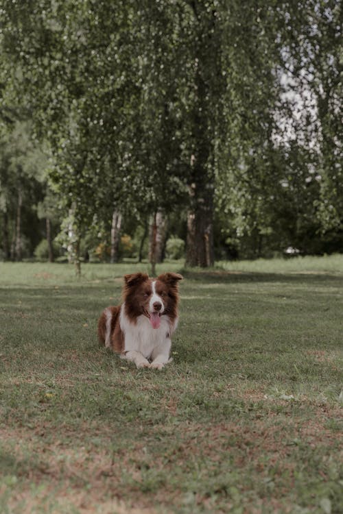 alan, border collie, çim içeren Ücretsiz stok fotoğraf