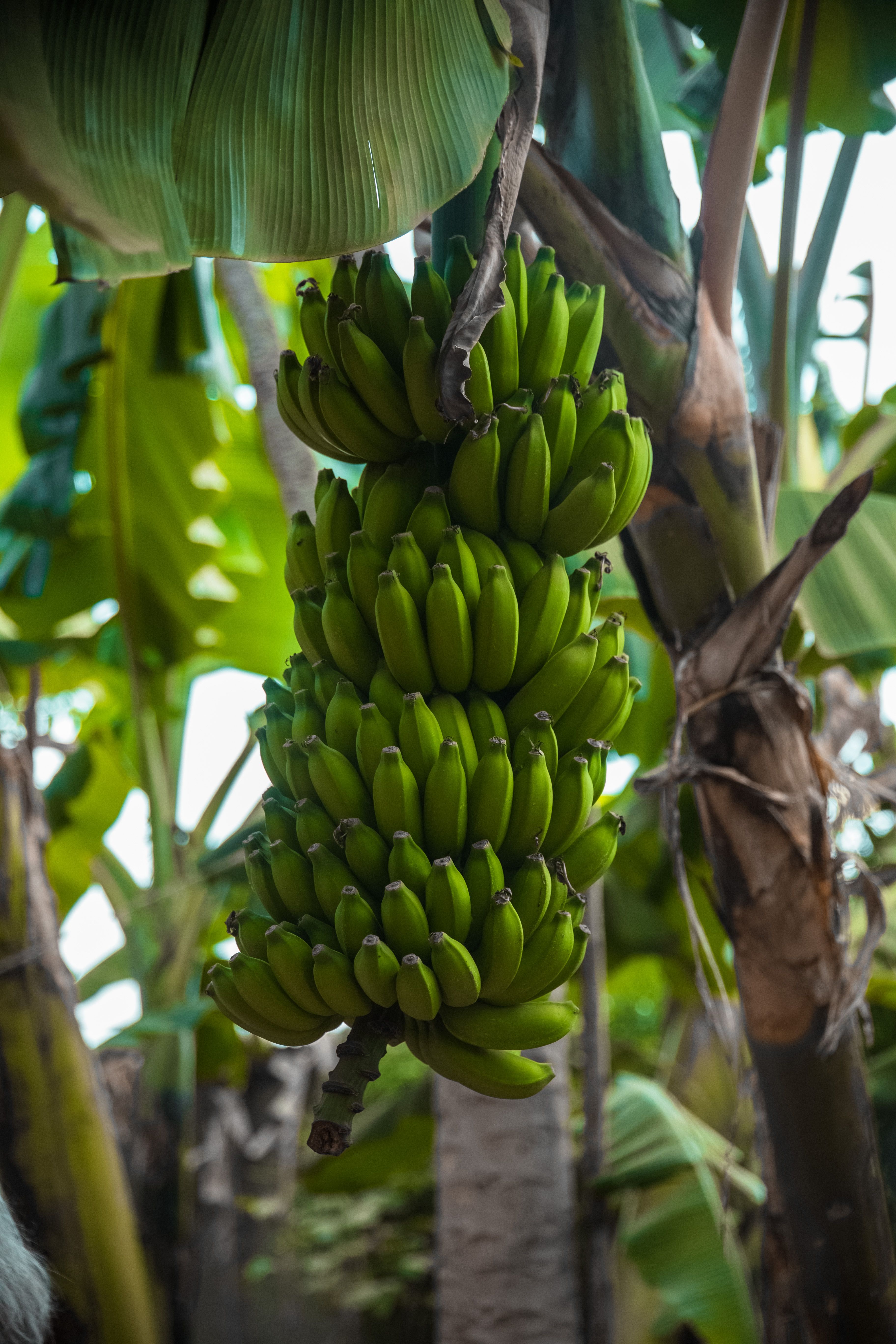 Kostenloses Foto zum Thema: amazonas, bananen, bananen cluster, bananen  dit, bananenbaum, bananenbltter, bananenpflanze, bananenplantage,  bananenstaude, blatt, botanik, dschungelprodukte, ernte, essensfotografie,  exotische frchte, frischwaren ...