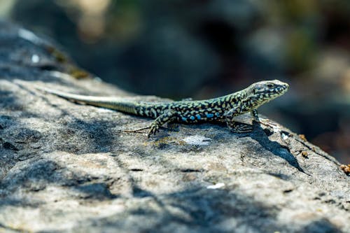 Imagine de stoc gratuită din a închide, fotografie cu animale sălbatice, însorit