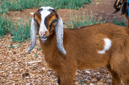 A Goat on the Farm 