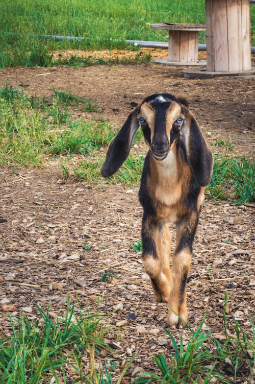 бесплатная Бесплатное стоковое фото с англо-нубийская коза, вертикальный выстрел, домашний скот Стоковое фото