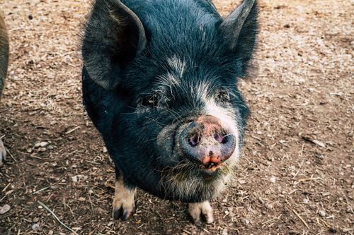 Free Detailed portrait of a standing black pig outdoors on farm soil. Stock Photo