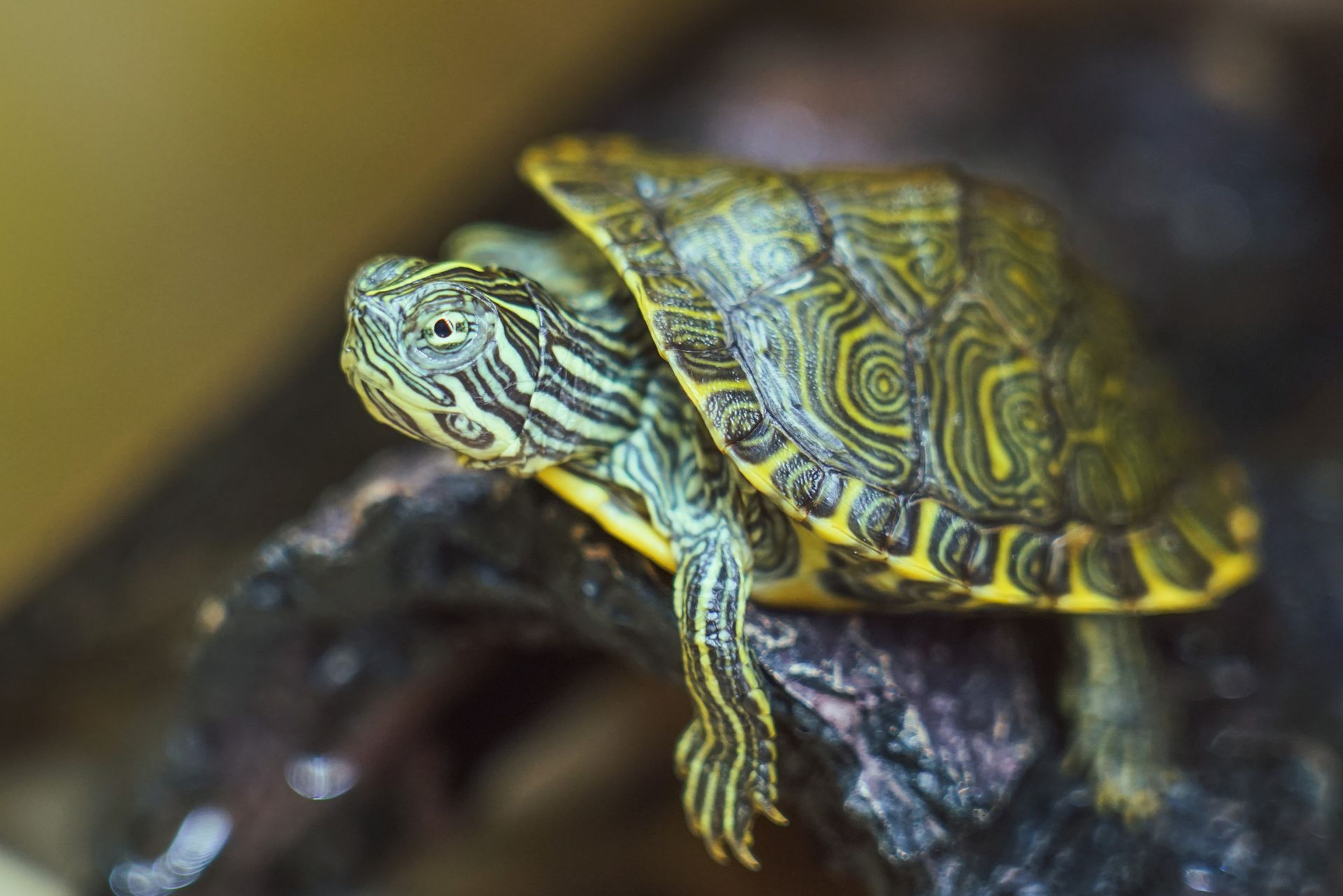 Close-up of a Baby Eastern River Cooter Turtle