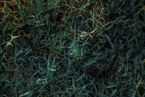 Free Close-up of a green tree frog camouflaged in dense grass for wildlife photography. Stock Photo