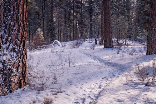 無料 雪に覆われた森 写真素材