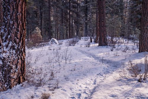 Free A peaceful winter scene in a snow-covered forest with tall trees and a trail winding through. Stock Photo