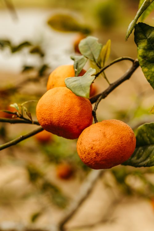 Free Ripe tangerines hanging on a branch, showcasing vibrant color and healthy fruit growth. Stock Photo