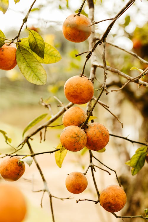 Tangerine Fruit on Tree